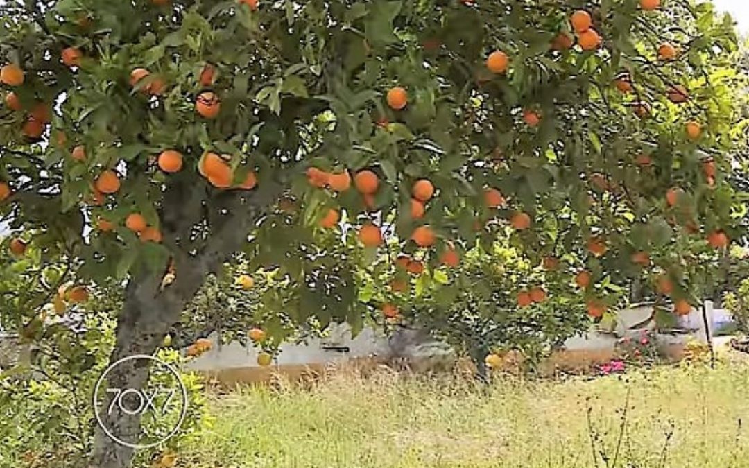 Promover a sustentabilidade ecológica no dia-a-dia
