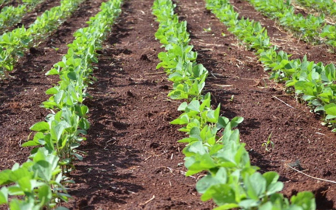 Agricultura “verde” para quem?