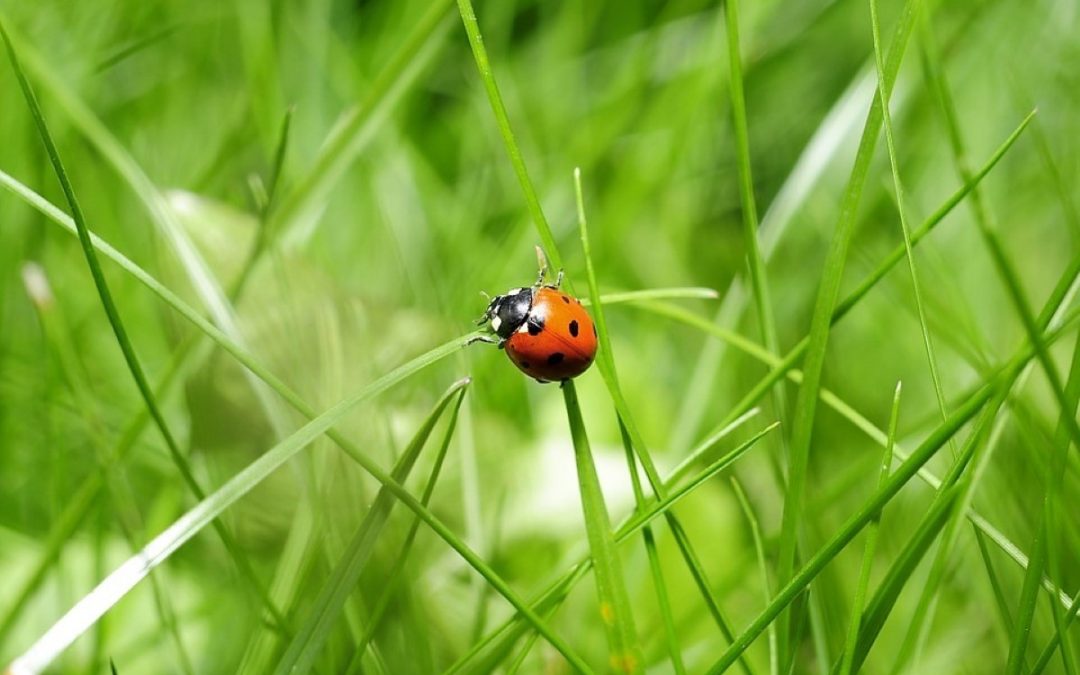 Aqui não entra traça nem ferrugem