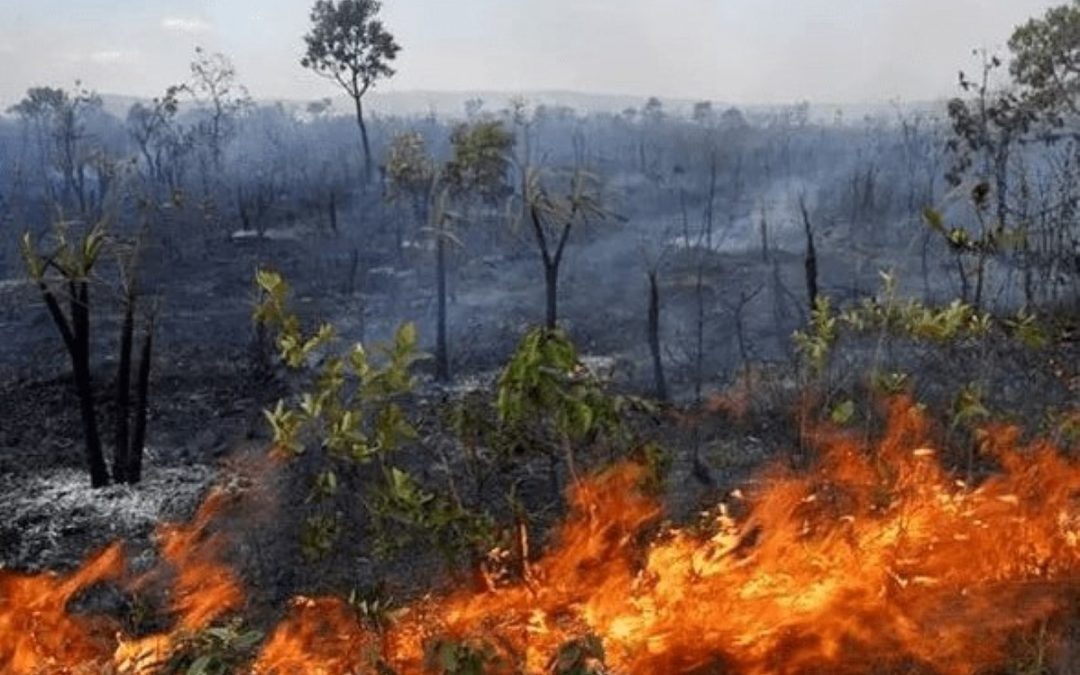 Celam exorta “guardiões da casa comum”