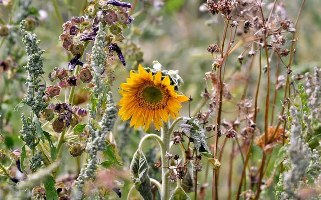 Fenómenos meteorológicos extremos