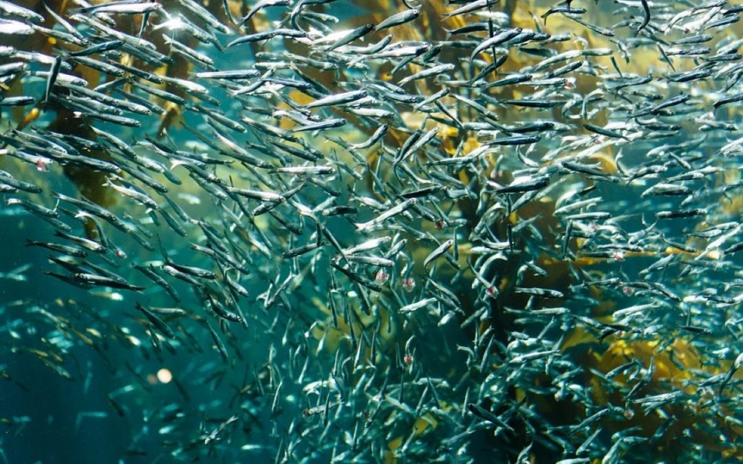 Alexandra Costeau quer “regenerar” os oceanos