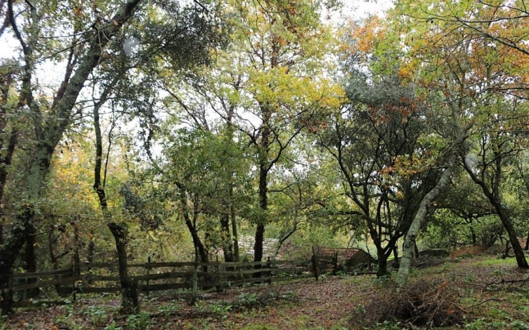 Do mato nasceu um bosque nativo