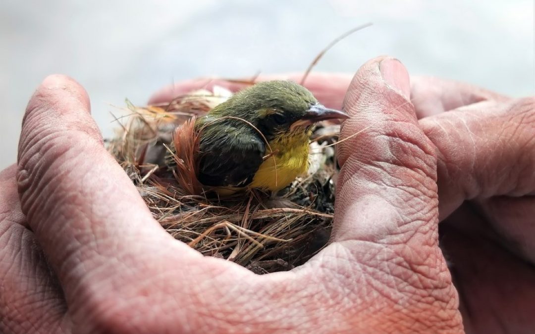 Covid-19 – Confrontados com a vulnerabilidade…